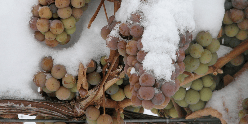 icewine-2